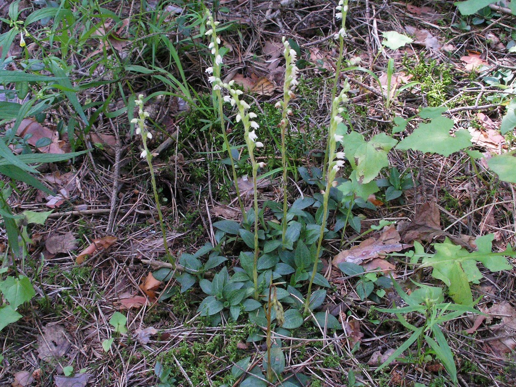 Изображение особи Goodyera repens.