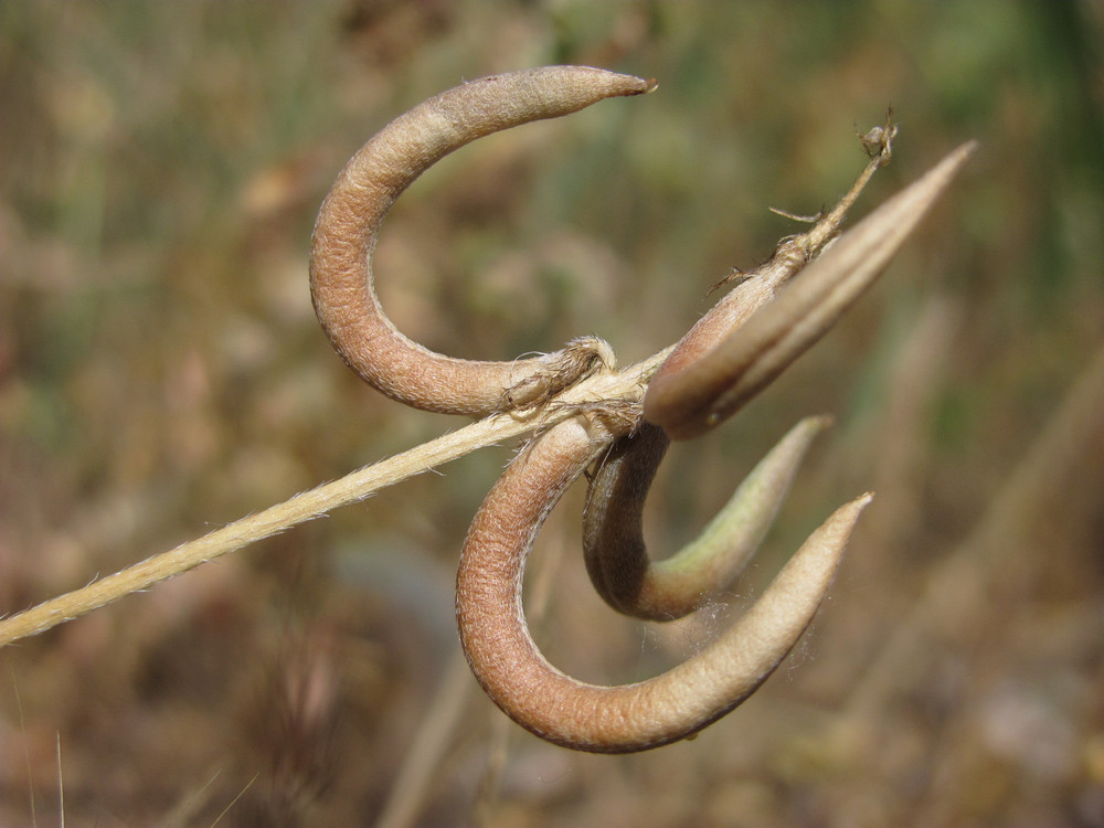 Image of Astragalus hamosus specimen.