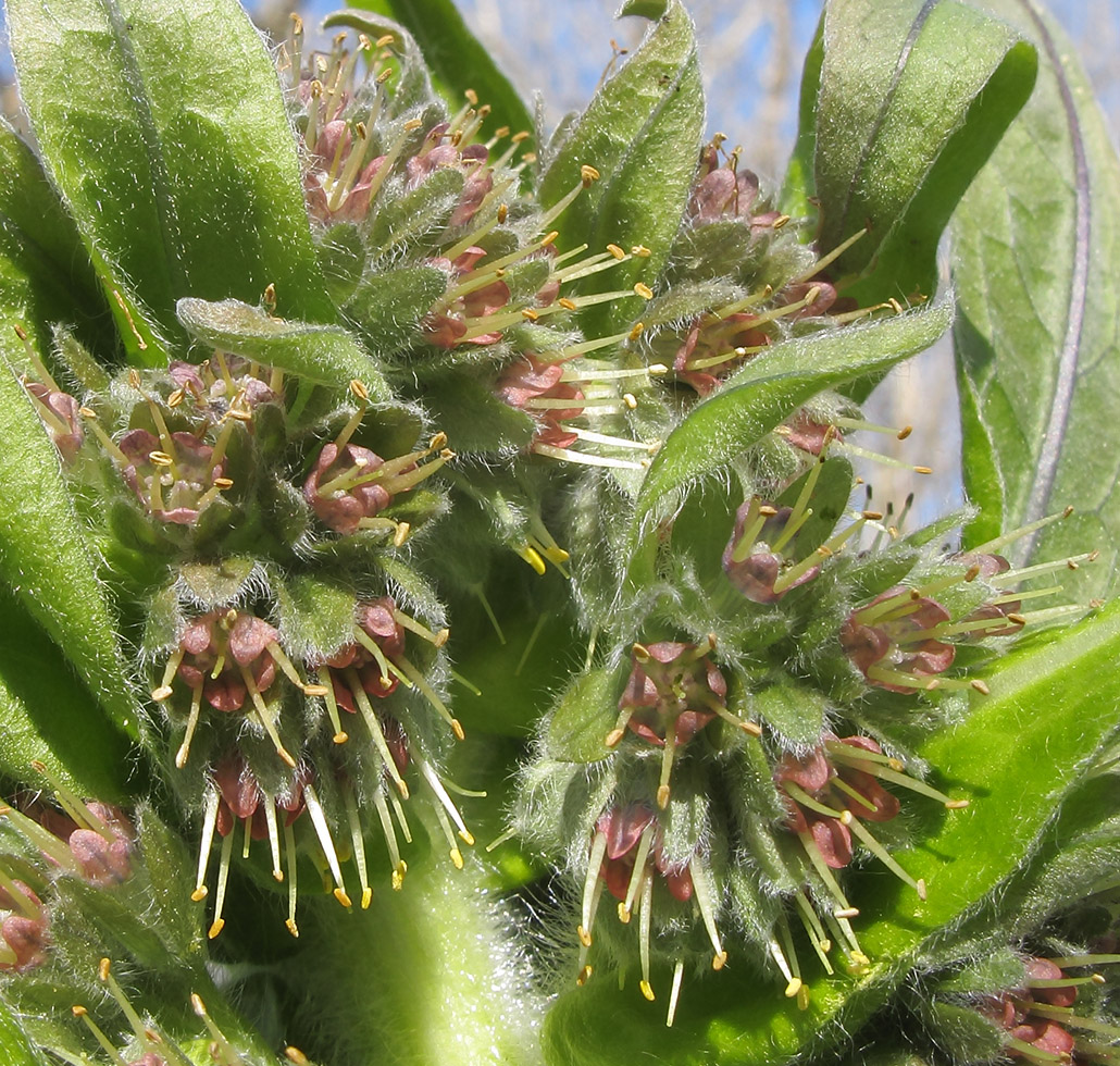 Изображение особи Solenanthus biebersteinii.