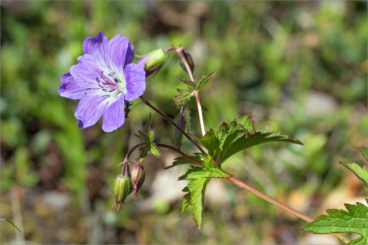 Image of Geranium sylvaticum specimen.