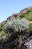 Artemisia rutifolia. Цветущее растение. Южный Казахстан, горы Алатау (Даубаба), Западное ущелье. 23.06.2014.
