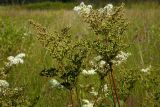 Filipendula ulmaria ssp. denudata