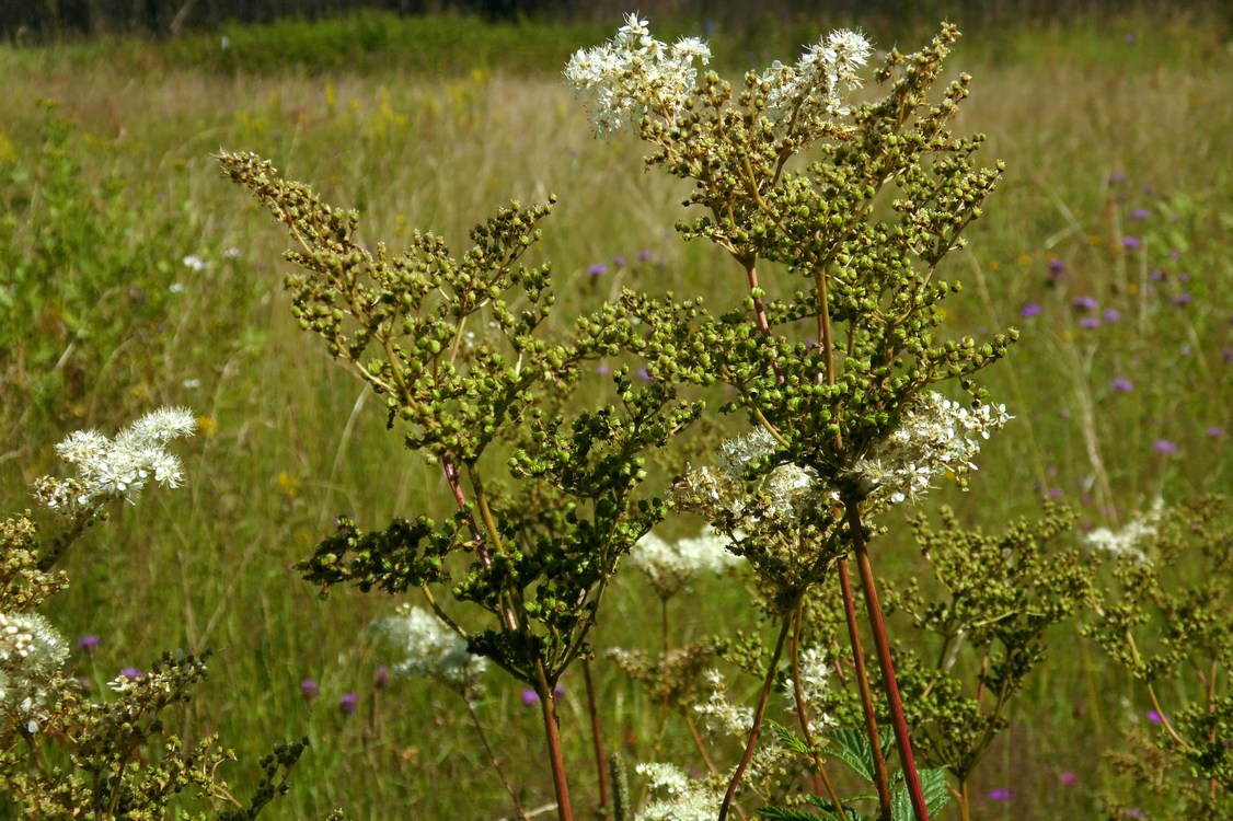 Изображение особи Filipendula ulmaria ssp. denudata.