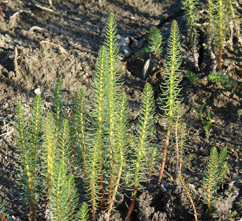 Изображение особи Hippuris vulgaris.
