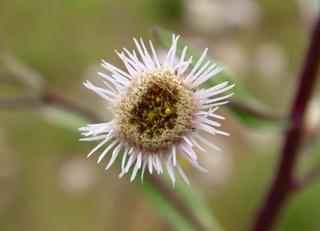Image of Erigeron acris specimen.