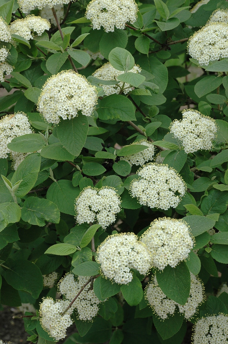 Изображение особи Viburnum lantana.