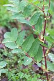 Astragalus frigidus. Часть стебля с листьями. Кольский п-ов, Хибины, влажный берег р. Кунийок. 29.07.2015.