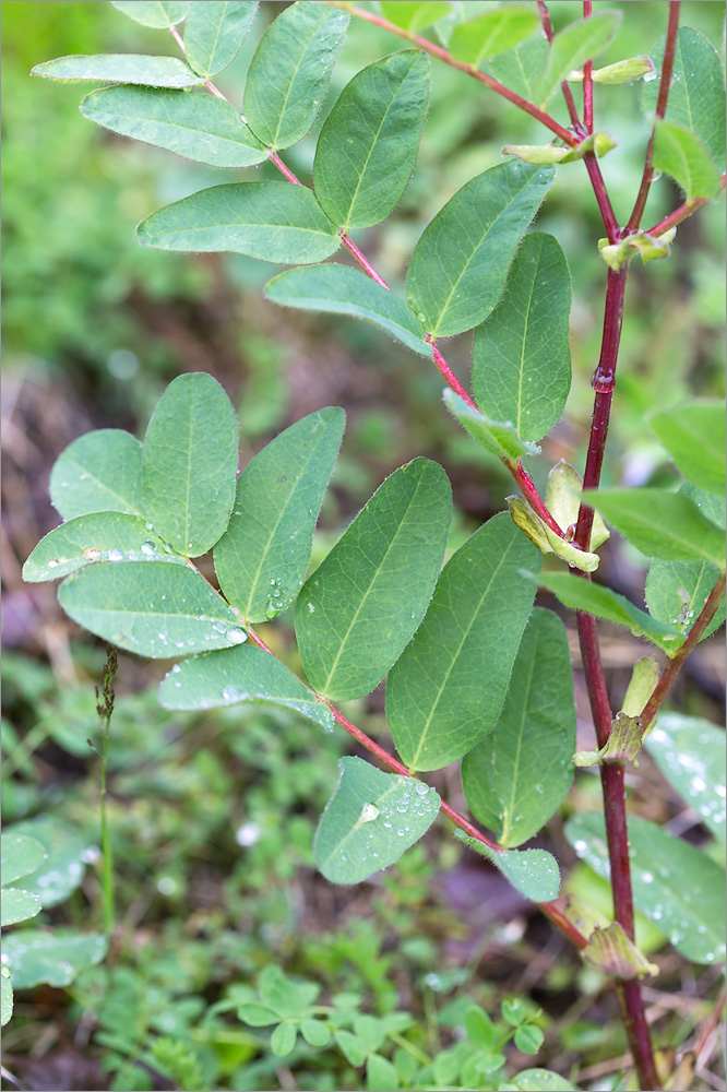 Изображение особи Astragalus frigidus.