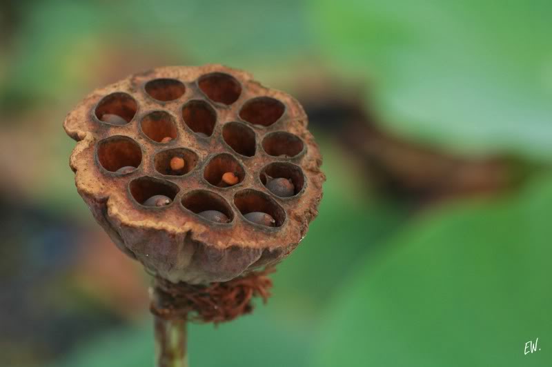 Image of Nelumbo nucifera specimen.