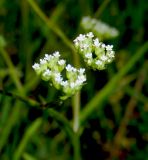 Valerianella dentata