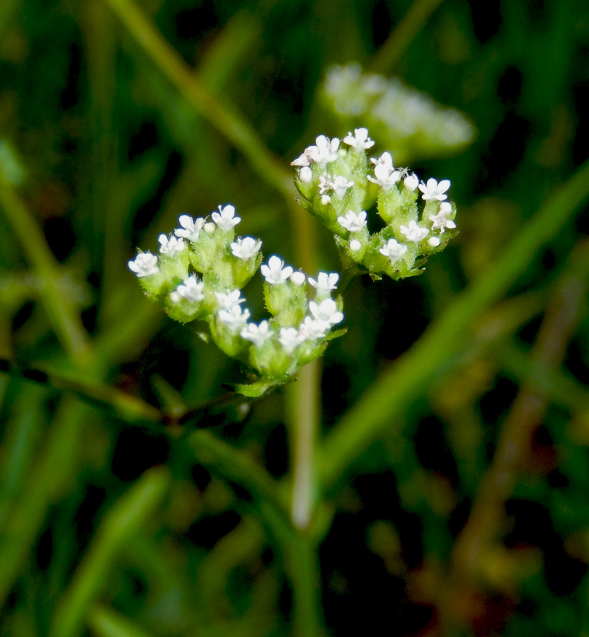 Изображение особи Valerianella dentata.