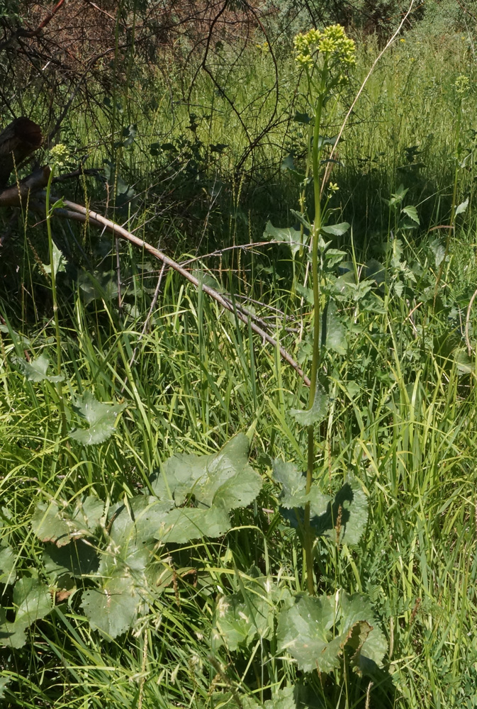 Image of Ligularia songarica specimen.