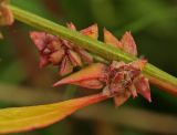 Atriplex patula