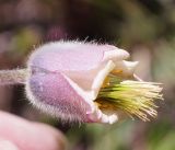 Pulsatilla campanella