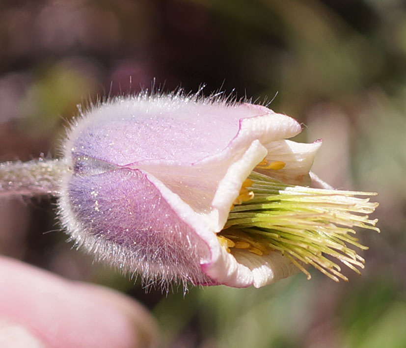 Изображение особи Pulsatilla campanella.