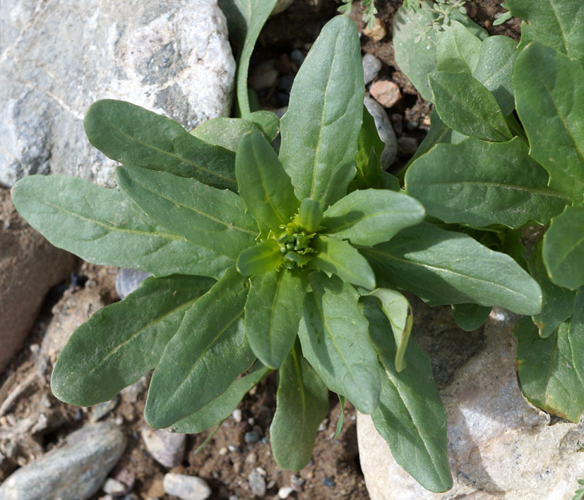 Image of Thlaspi arvense specimen.