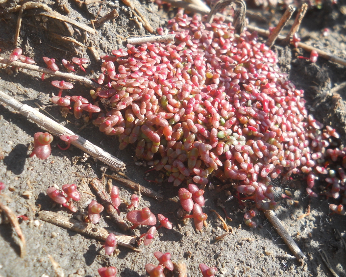 Изображение особи Salicornia borysthenica.