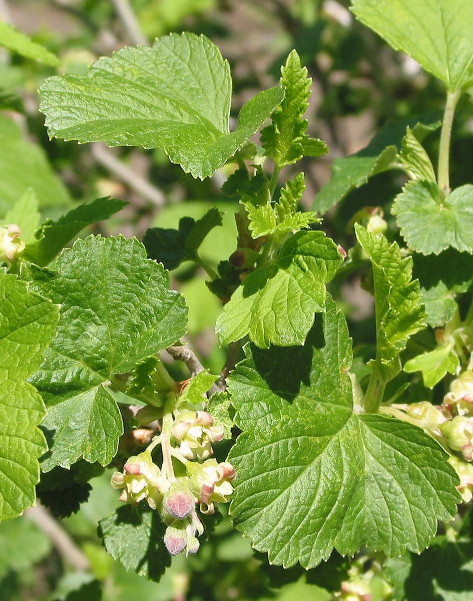 Изображение особи Ribes nigrum.