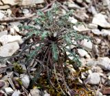 Erysimum callicarpum