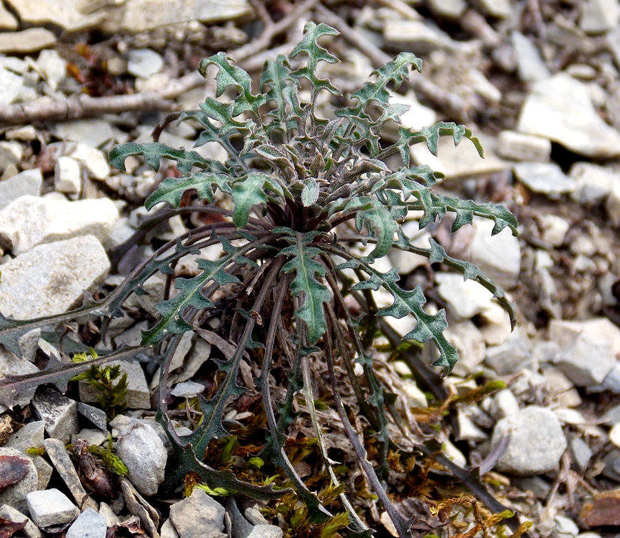 Image of Erysimum callicarpum specimen.