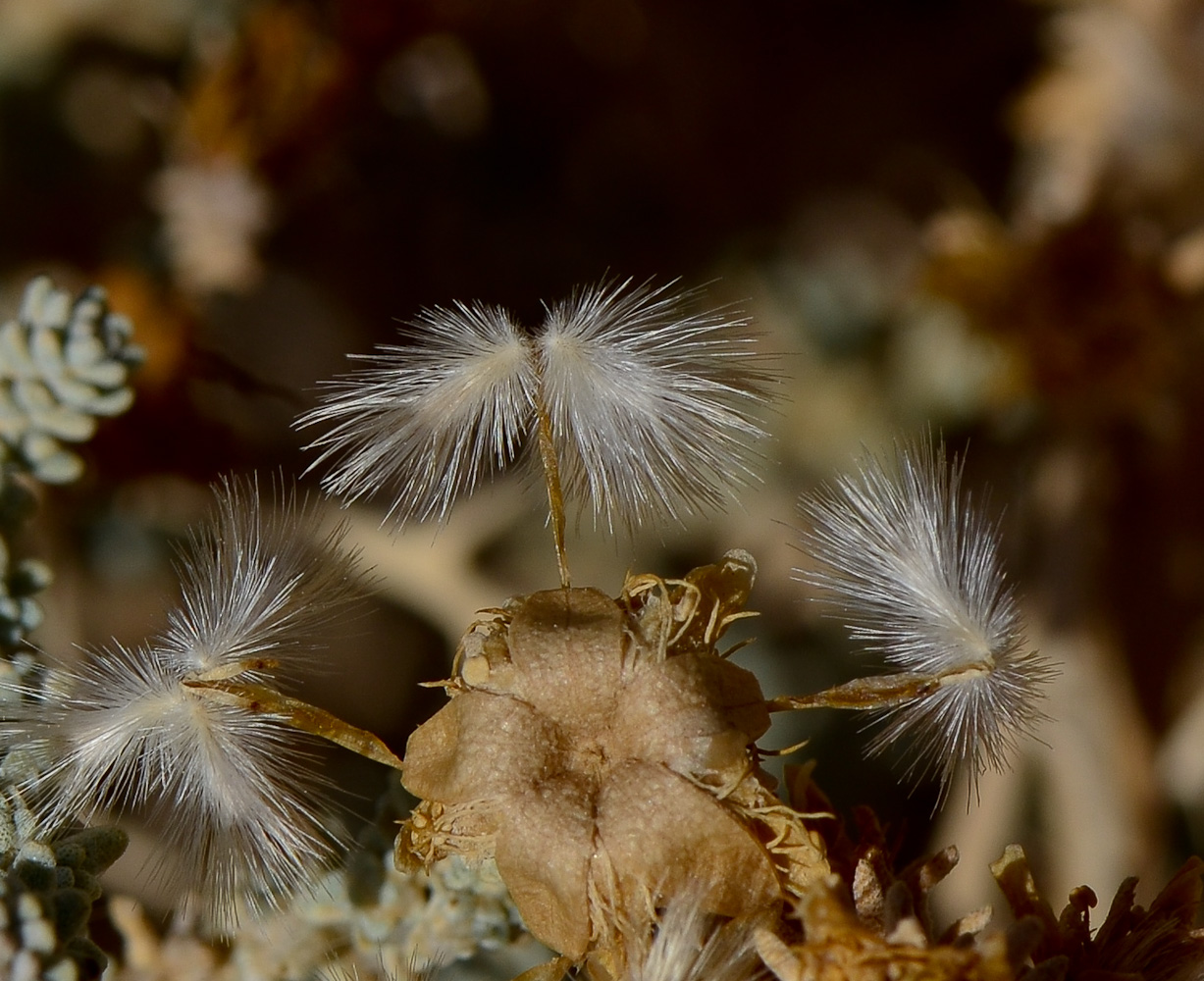 Image of Reaumuria hirtella specimen.