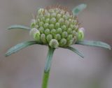 genus Scabiosa