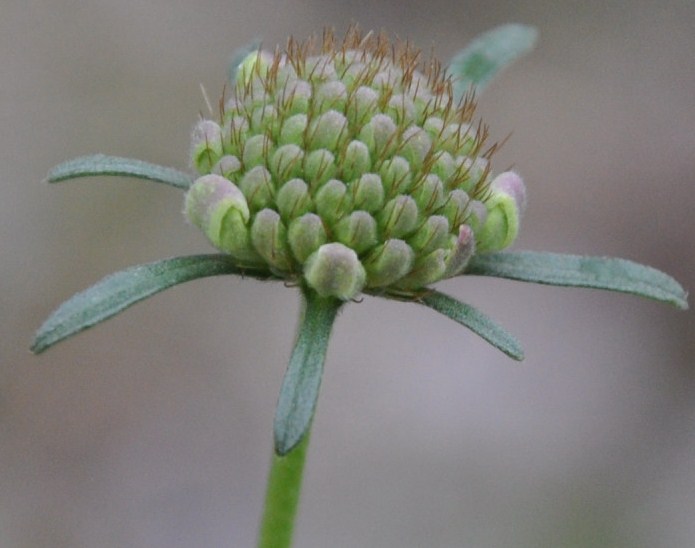 Изображение особи род Scabiosa.