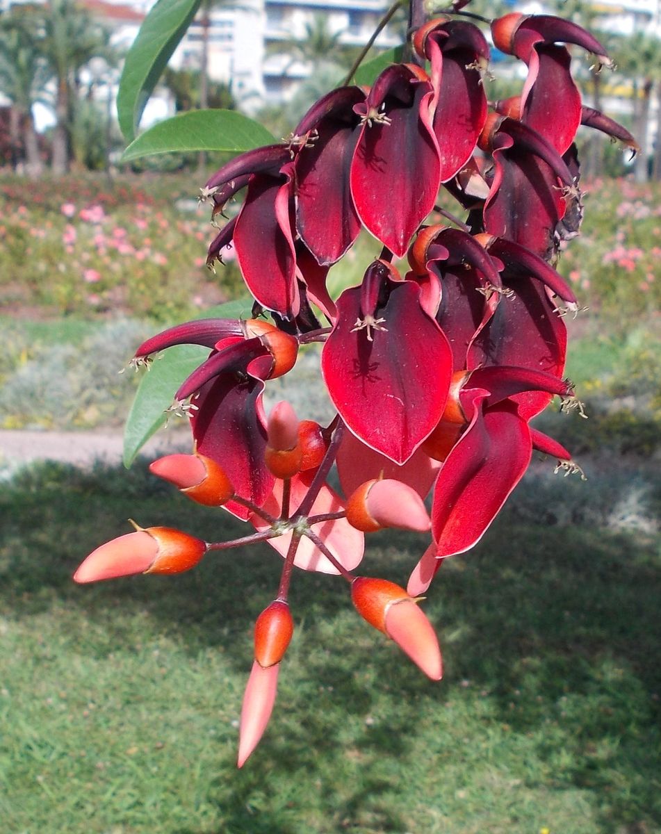 Image of Erythrina crista-galli specimen.