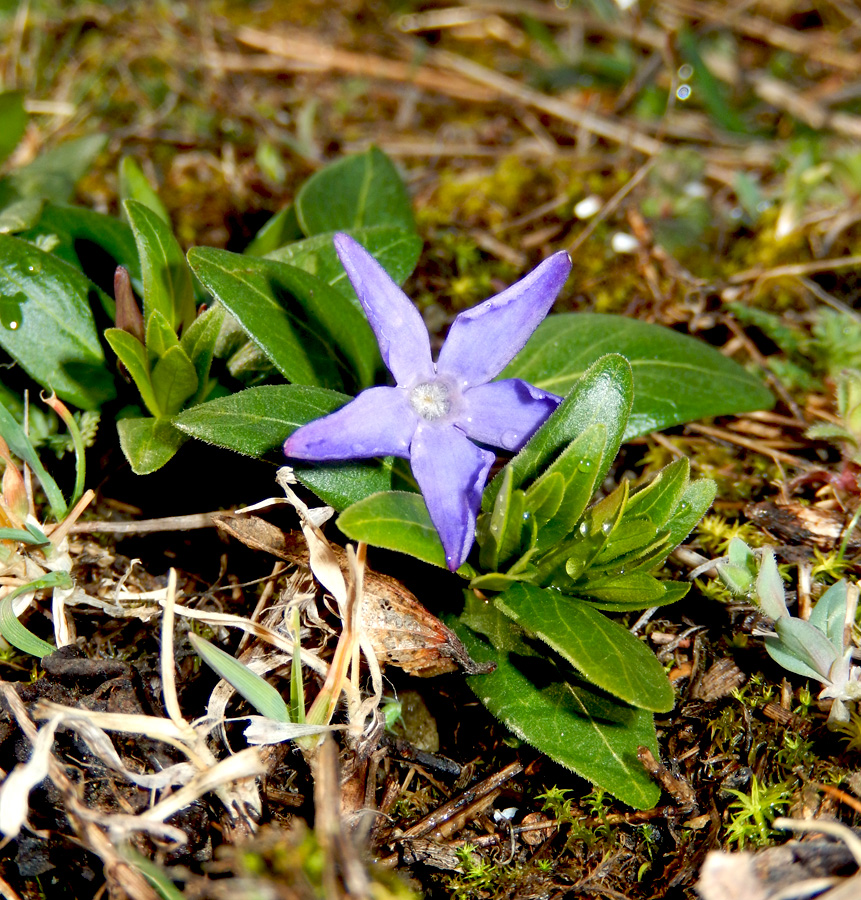 Изображение особи Vinca herbacea.