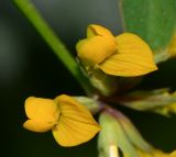 Hippocrepis multisiliquosa. Цветки. Израиль, Шарон, пос. Кфар Шмариягу, заповедник. 15.03.2015.