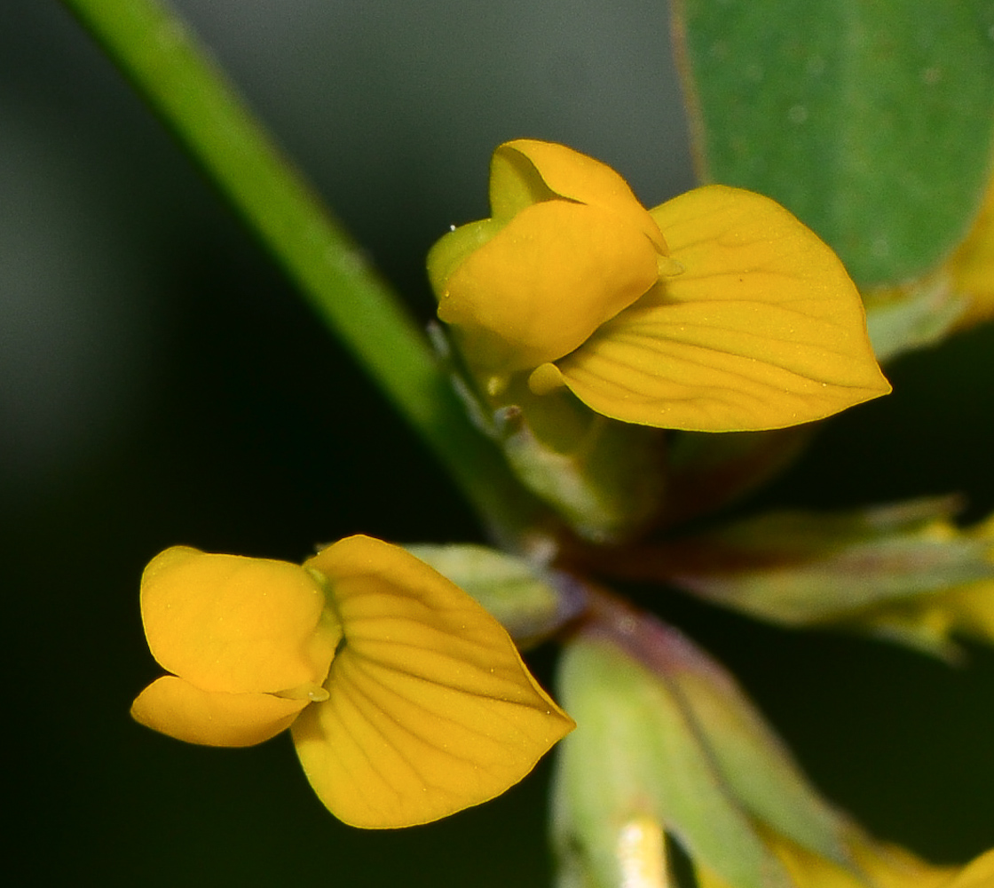 Image of Hippocrepis multisiliquosa specimen.