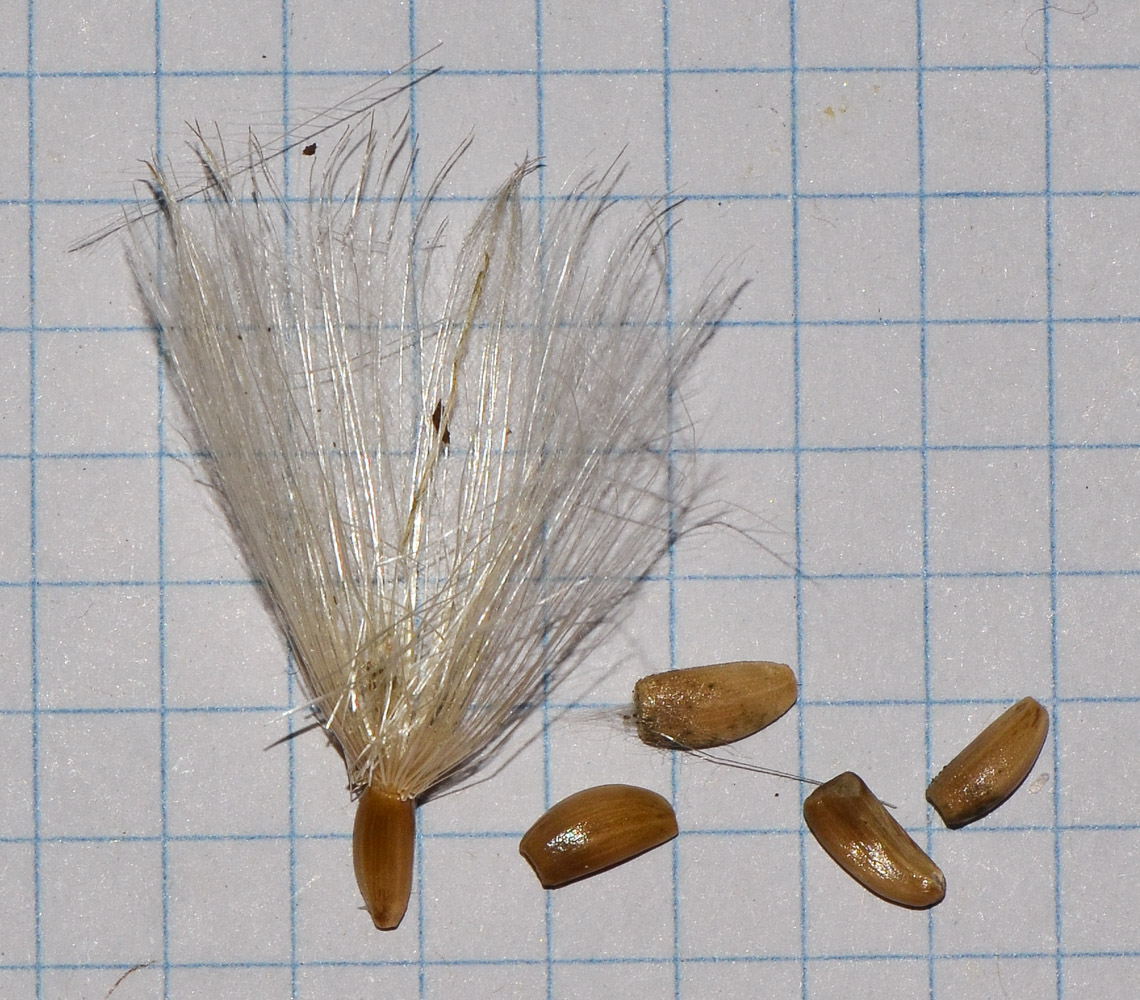 Image of Picnomon acarna specimen.
