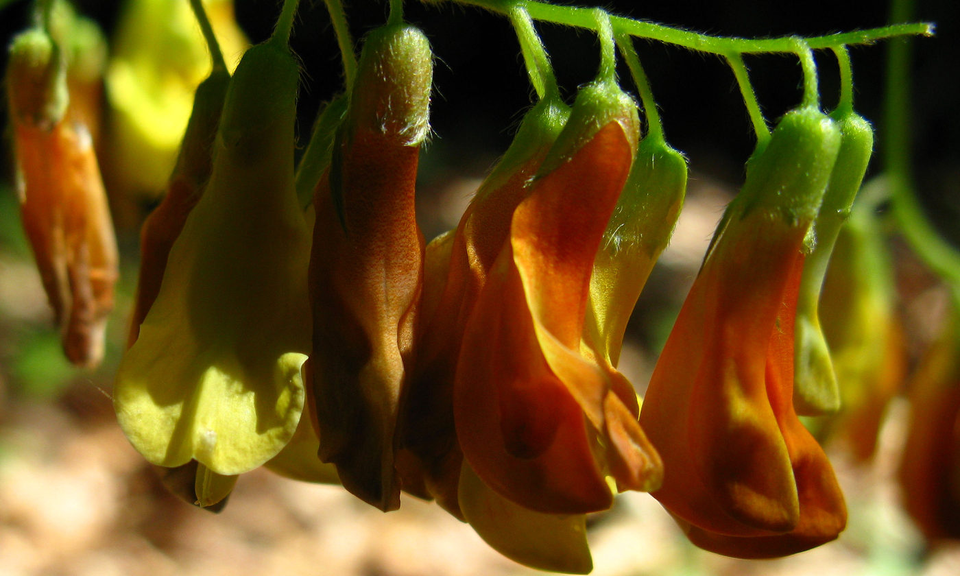 Image of Vicia crocea specimen.