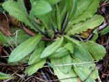 Arabis borealis. Прикорневые листья. Иркутская обл., Ольхонский р-н, побережье оз. Байкал, южнее базы Чара, пойма руч. Хорга. 03.07.2014.