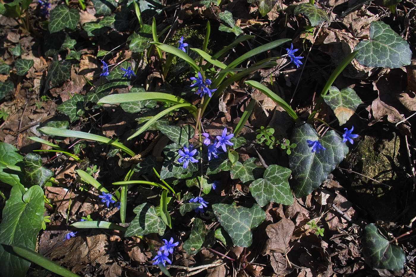 Изображение особи Scilla bifolia.