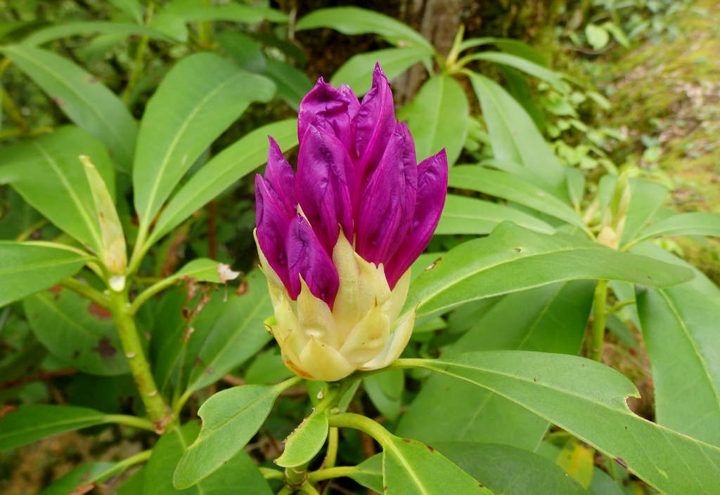 Изображение особи Rhododendron ponticum.