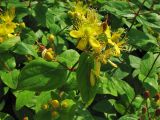 Hypericum androsaemum. Верхушка побега с цветками и завязавшимися плодами. Нидерланды, Гронинген, в городских посадках. 25 июня 2006 г.