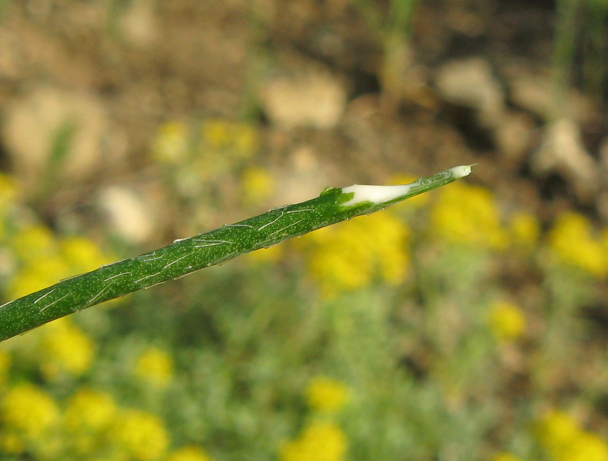 Image of Papaver laevigatum specimen.