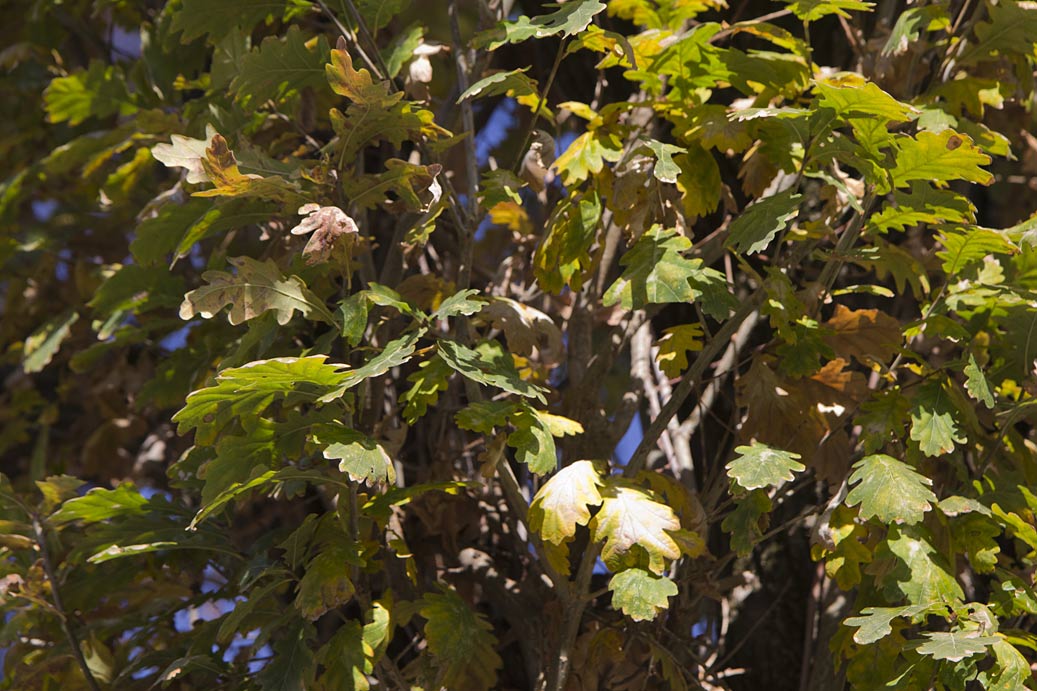 Image of Quercus robur f. fastigiata specimen.