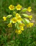 Primula macrocalyx