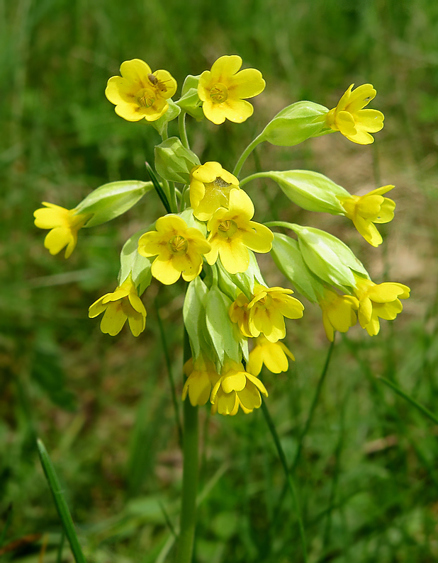 Image of Primula macrocalyx specimen.