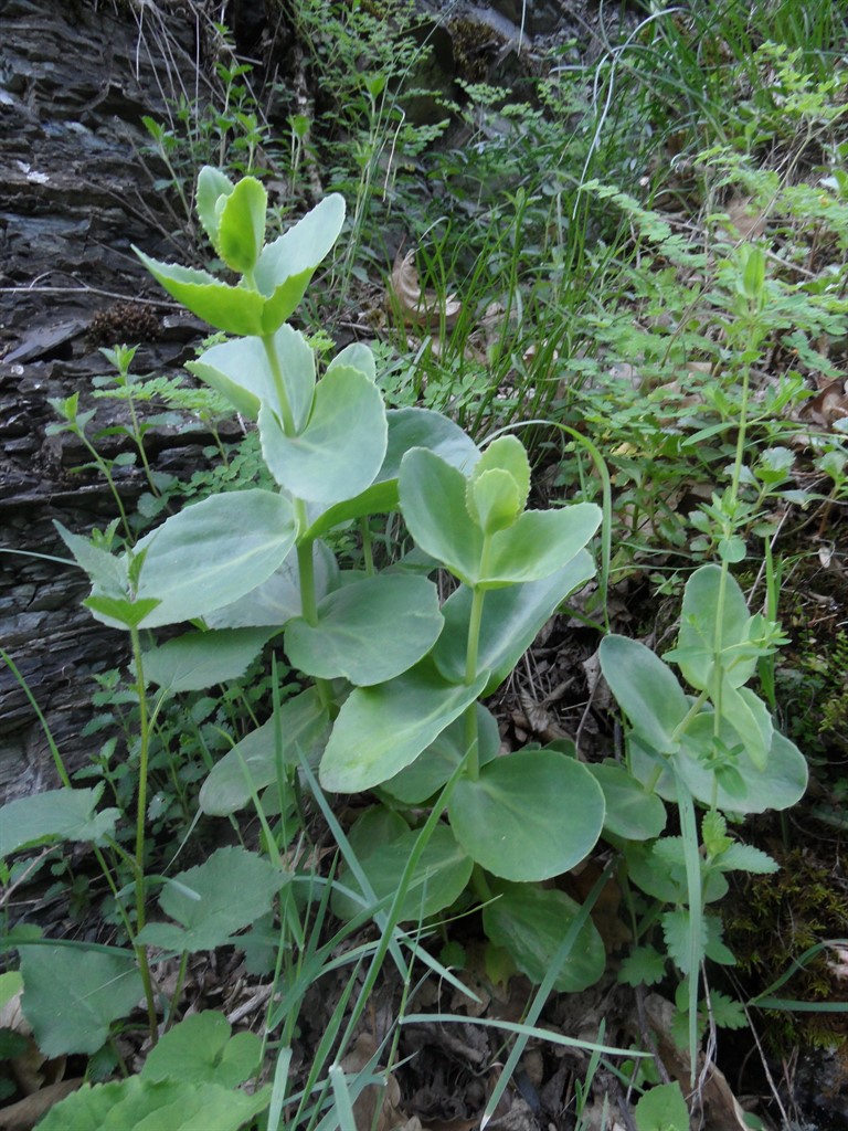 Изображение особи Hylotelephium caucasicum.