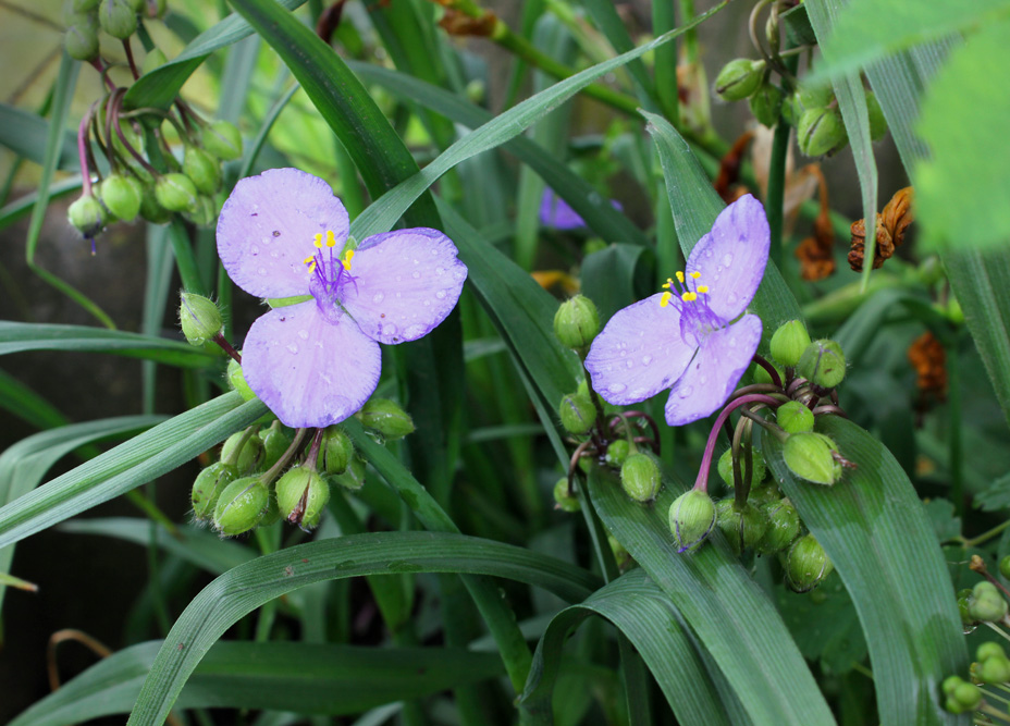 Изображение особи Tradescantia virginiana.