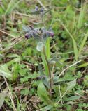 Nonea rossica