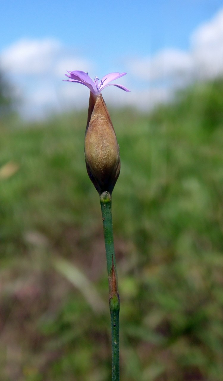 Изображение особи Petrorhagia prolifera.