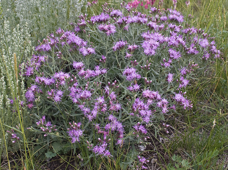 Изображение особи Saussurea salicifolia.