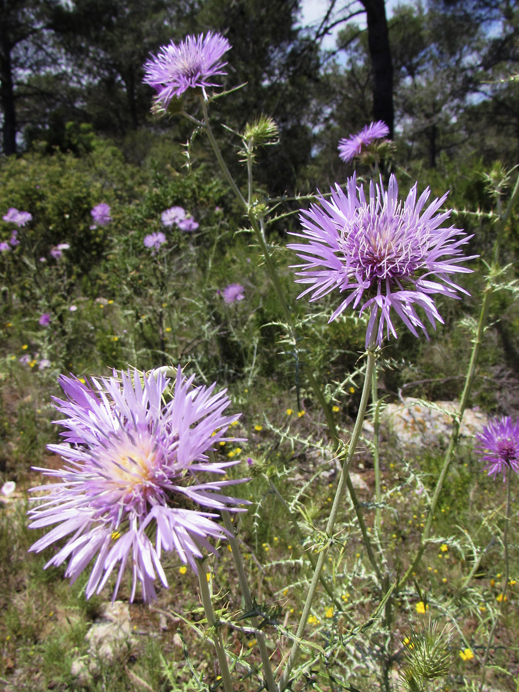 Изображение особи Galactites tomentosus.