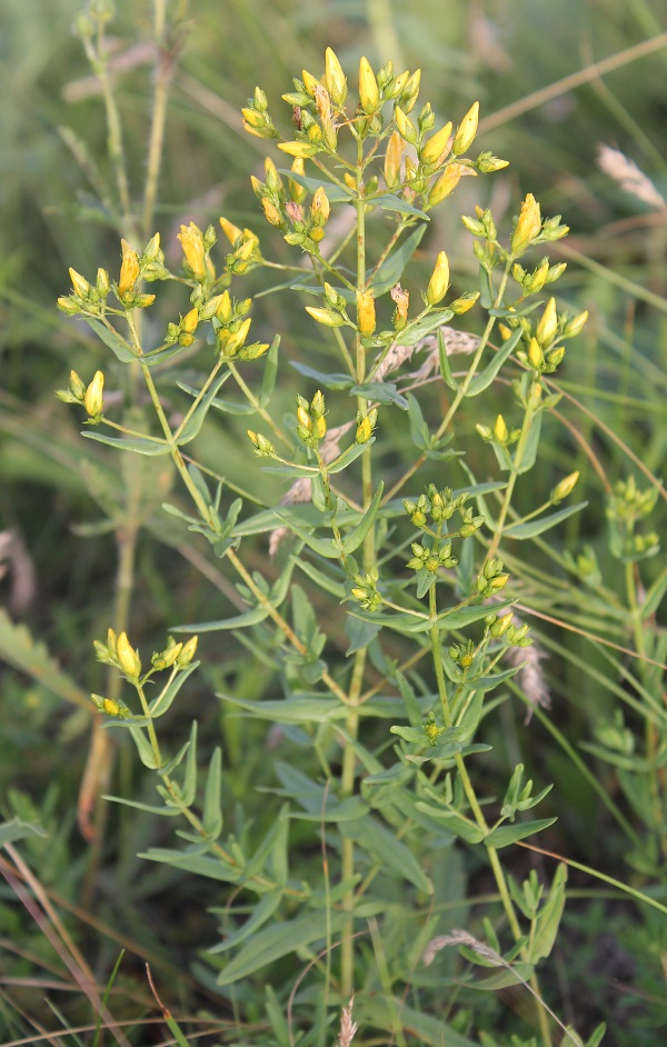 Image of Hypericum elegans specimen.