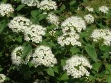 Physocarpus opulifolius. Соцветия и листья. Приморье, г. Находка, городское озеленение. 20.06.2016.