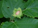 Corylus heterophylla. Плод и части листьев. Приморье, окр. г. Находка, смешанный лес. 05.07.2016.